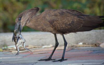 Bird Watching Tour 15 Days