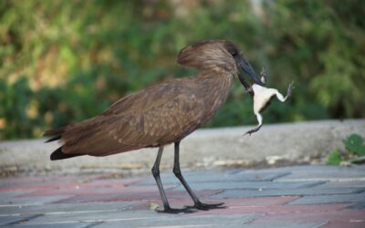 Bird Watching Tours 9 Days.